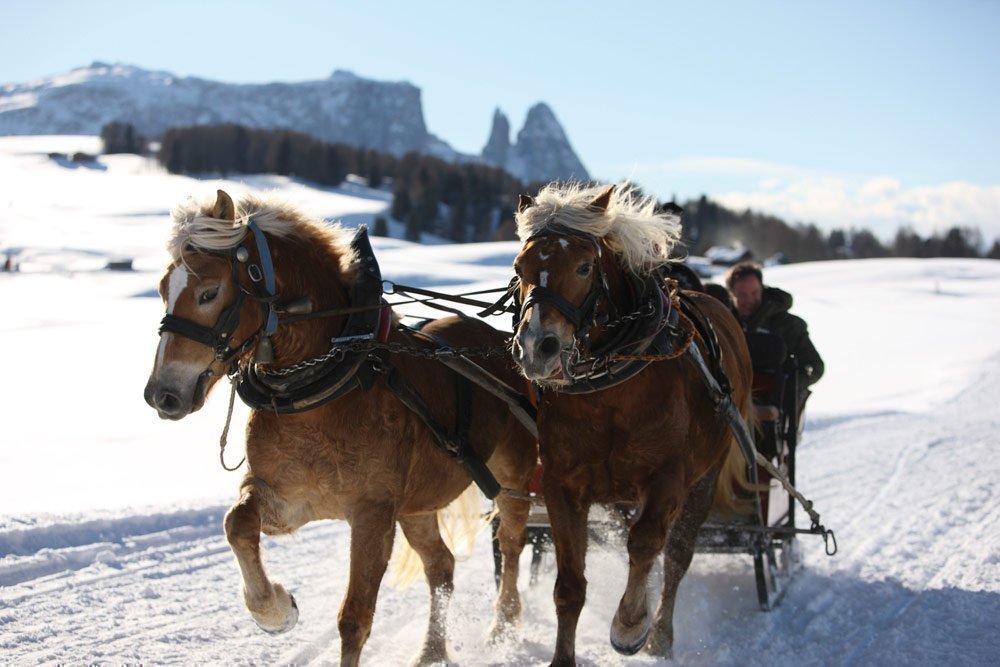 Fahrt mit dem Pferdeschlitten durch die verschneite Winterwelt
